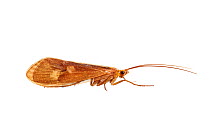 Caddis fly (Limnephilus rhombicus) Barnt Green, Worcestershire, UK, April. meetyourneighbours.net project