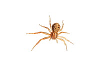 Crab spider (Xysticus cristatus) Barnt Green, Worcestershire, UK, June. meetyourneighbours.net project