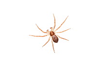 Running crab spider (Philodromus dispar) Barnt Green, Worcestershire, UK, April. meetyourneighbours.net project