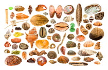 Composite of seashells from beach on Bali, Indonesia. Meetyourneighbtous.net project