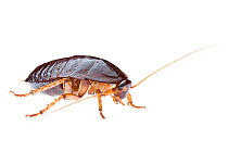 Bush Cockroach (Platyzosteria sp) Plutonic Gold Mine, Meekatharra Shire, Gascoyne Bioregion, Western Australia. Meetyourneighbtous.net project