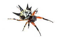 Christmas Spider (Austracantha minax) Denmark Shire, Warren Bioregion, Western Australia. Meetyourneighbtous.net project