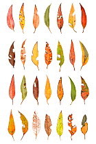 Eucalyptus Leaf Composite (Eucalyptus sp) Denmark Shire, Warren Bioregion, Western Australia. Meetyourneighbtous.net project