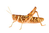 Leopard Grasshopper (Stropis maculosa) Plutonic Gold Mine, Meekatharra Shire, Gascoyne Bioregion, Western Australia. Meetyourneighbtous.net project