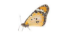 Lesser Wanderer Butterfly (Danaus petilia) Plutonic Gold Mine, Meekatharra Shire, Gascoyne Bioregion, Western Australia. Meetyourneighbtous.net project