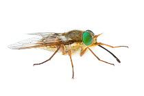 March Fly (Scaptia sp) Denmark Shire, Warren Bioregion, Western Australia. Meetyourneighbtous.net project
