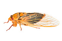 Masked Devil Cicada (Cyclochila australasiae) Halls Gap, Northern Grampians Shire, Victoria, Australia. Meetyourneighbtous.net project