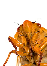 Masked Devil Cicada (Cyclochila australasiae) Halls Gap, Northern Grampians Shire, Victoria, Australia. Meetyourneighbtous.net project