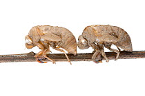 Redeye Cicada Shells (Psaltoda moerens) Halls Gap, Northern Grampians Shire, Victoria, Australia. Meetyourneighbtous.net project