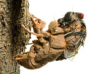 Redeye Cicada (Psaltoda moerens) moulting. Halls Gap, Northern Grampians Shire, Victoria, Australia. Meetyourneighbtous.net project