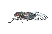 Redeye Cicada (Psaltoda moerens) Halls Gap, Northern Grampians Shire, Victoria, Australia. Meetyourneighbtous.net project