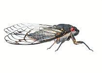 Redeye Cicada (Psaltoda moerens)  Halls Gap, Northern Grampians Shire, Victoria, Australia. Meetyourneighbtous.net project