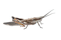 Bark Mimicking Grasshopper (Coryphistes ruricola) Denmark Shire, Warren Bioregion, Western Australia. Meetyourneighbtous.net project