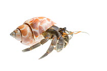 Indonesian Hermit Crab (Coenobita sp) Bali, Indonesia. Meetyourneighbtous.net project