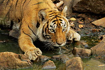 Female Bengal tiger (Panthera tigris tigris) 'Machali' (T-16) drinking, Ranthambore National Park, India. Endangered species.