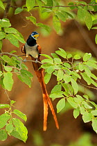 Asian paradise-flycatcher (Terpsiphone paradisi) calling from branch. Ranthambore National Park, India.