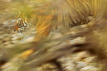 Female Bengal tiger (Panthera tigris tigris) 'Machali' (T-16) walking, Ranthambore National Park, India. Endangered species.