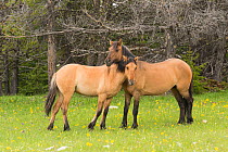 Wild horse (Equus ferus) mare and yearling. The yearling has leg bars or 'tiger stripes', a primitive marking indicating ties to earliest mustangs brought to the USA by the Spanish. Pryor Mountains, M...