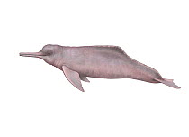Illustration of an Araguaian river dolphin / Araguaian boto (Inia araguaiaensis).