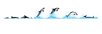 Illustration of the dive and breach sequence of  Peale's dolphin (Lagenorhynchus australis).
