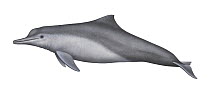 Illustration of an Australian humpback dolphin (Sousa sahulensis).
