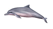 Illustration of a Guiana dolphin (Sotalia guianensis).