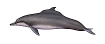 Illustration of Indian Humpback Dolphin (Sousa plumbea).