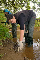 Rebecca Northey pointing out footrpints of Water vole (Arvicola amphibius) or possibly Brown rat (Rattus norvegicus) on muddy river bank, during survey for signs of Water voles, near Bude, Cornwall, U...