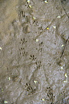 Footprints of Water vole (Arvicola amphibius) or possibly Brown rat (Rattus norvegicus) on muddy river bank, found during survey for signs of Water voles, near Bude, Cornwall, UK, April.