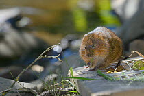 Captive reared Water vole (Arvicola amphibius) just emerged from  soft release cage after few days acclimation on river bank, nibbling grass blade, near Bude, Cornwall, UK, June.  Model released.