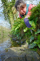 Dani Siddall of Derek Gow Consultancy inspecting fresh droppings of Water vole (Arvicola amphibius) on latrine rock bordering small lake, found during survey for signs of Water vole activity, near Bud...