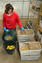 Dani Siddall feeding Water voles (Arvicola amphibius) with apples, carrots and grain before their release into the wild during reintroduction project, Derek Gow Consultancy, near Lifton, Devon, UK, Ma...