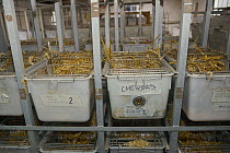 Racks of cages containing captive bred Water voles (Arvicola amphibius) before release into the wild during reintroduction projects, Derek Gow Consultancy, near Lifton, Devon, UK, March 2014.