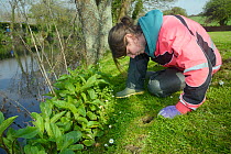 Dani Siddall of Derek Gow Consultancy inspecting active Water vole (Arvicola amphibius) burrow with grassy area grazed around the entrance, on banks of small lake. Found during survey for signs of Wat...