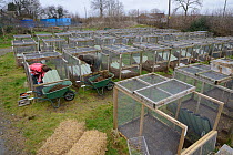 People cleaning ou bedding from breeding cages for Water voles (Arvicola amphibius), used to rear animals for reintroductions across the UK. Derek Gow Consultancy, near Lifton, Devon, UK, March 2014....