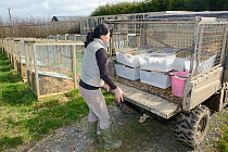 Rebecca Northey unloading cages of  Water voles (Arvicola amphibius) selected for breeding for reintroduction project, Derek Gow Consultancy, near Lifton, Devon, UK, March 2014.  Model released.