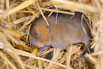 Baby Water vole (Arvicola amphibius) with its eyes still closed in nest within straw bale in breeding cage, part of breeding programme to supply reintroduction projects, Derek Gow Consultancy, near Li...