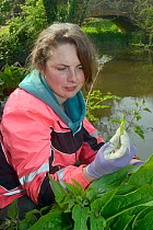 Dani Siddall of Derek Gow Consultancy looking at stem of Hemlock water dropwort (Oenanthe crocata) cut by Water vole (Arvicola amphibius), and left on river bank. Found during survey for signs of Wate...