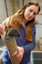 Kathy Holder inspecting dark-haired Scottish race Water vole (Arvicola amphibius), part of breeding programme to for reintroduction project, Derek Gow Consultancy, near Lifton, Devon, UK, March 2014....