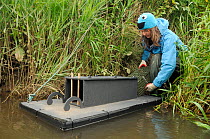 Teagen Hill of Westland Countryside Stewards setting trap for American mink (Mustela vison) a predator of Water voles (Arvicola amphibius), into floating raft tethered to river bank, near Bude, Cornwa...