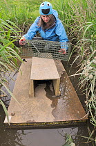 Teagen Hill of Westland Countryside Stewards setting trap for American mink (Mustela vison), a predator of Water voles (Arvicola amphibius), before setting into floating raft tethered to stream bank,...