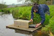 Rebecca Northey of Derek Gow Consultancy checking clay tray on floating raft tethered to the bank of pond for footprints of American mink (Mustela vison), a predator of Water voles (Arvicola amphibius...