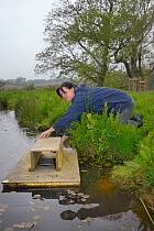 Rebecca Northey of Derek Gow Consultancy checking clay tray on floating raft tethered to the bank of pond for footprints of American mink (Mustela vison), major predator of Water voles (Arvicola amphi...