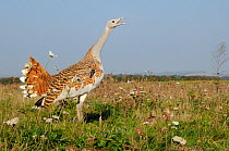 Low wide angle close up of an adult male Great Bustard (Otis tarda) calling, with another flying in the background. Part of reintroduction project of birds from Russia. Salisbury Plain, Wiltshire, UK,...