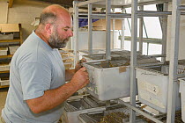 Derek Gow inspecting cages containing captive bred Water voles (Arvicola amphibius) in storage room before release into the wild during reintroduction project. Derek Gow Consultancy, near Lifton, Devo...