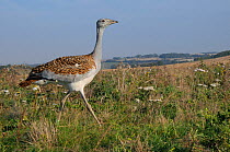 Low wide angle close up of recently released young Great Bustard (Otis tarda) walking on Salisbury Plain farmland. Reintroduced bird reared from eggs collected in Spain, Wiltshire, UK, September 2014.