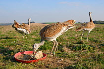 Low wide angle view of recently released young Great bustards (Otis tarda) eating mealworms at temporary feeding station on Salsibury plain, with another youngster standing and adult calling in  backg...