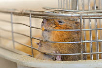 Close up of captive bred Water vole (Arvicola amphibius) inside cage in storage room before release into wild during reintroduction project, Derek Gow Consultancy, near Lifton, Devon, UK, March.