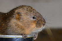 Close up of captive bred Water vole (Arvicola amphibius) before release into the wild during reintroduction project, Derek Gow Consultancy, near Lifton, Devon, UK, March.