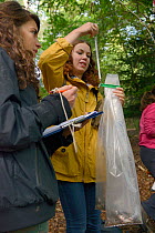Sally Hyslop weighing a litter of young Edible / Fat Dormice (Glis glis) in a pastic bag using a spring balance as Louise Ryan records the data, during a monitoring project in woodland where this Euro...